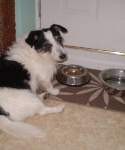 Pet Feeding Bowl (Small)