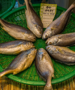 Canned Mackerel 400g