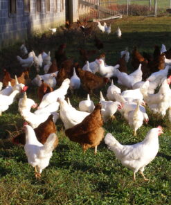 Eggs Free-Range 12-pack